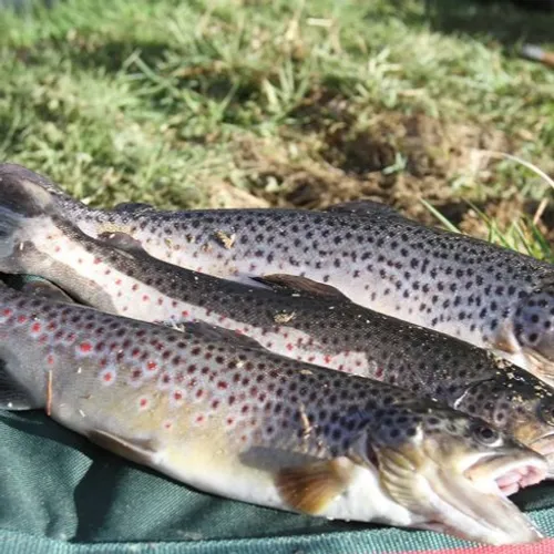 JOURNAL DU SAMEDI 13 MARS